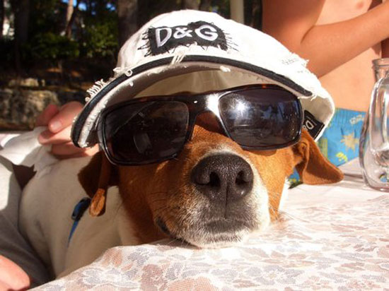 hund-muetze-sonnenbrille
