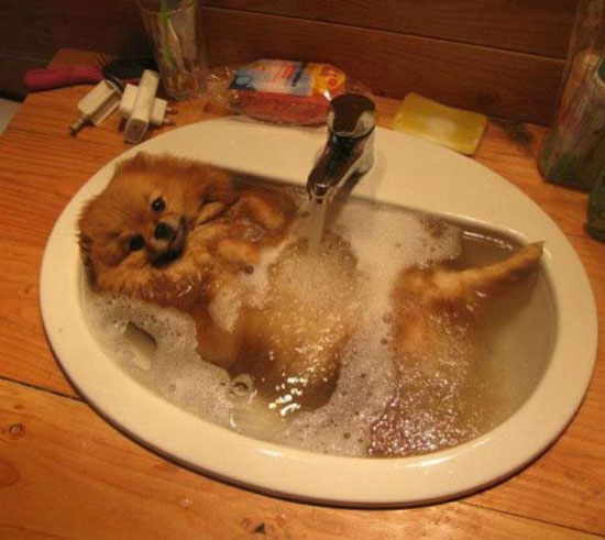 hund-nimmt-ein-bad