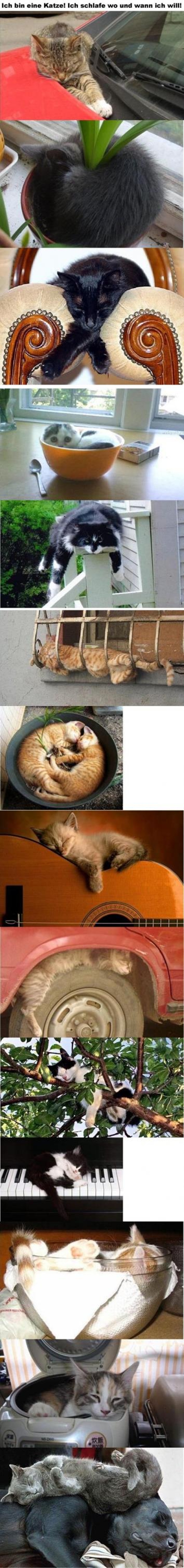 Ich bin eine Katze! Ich schlafe wo und wann ich will! - Win Bild