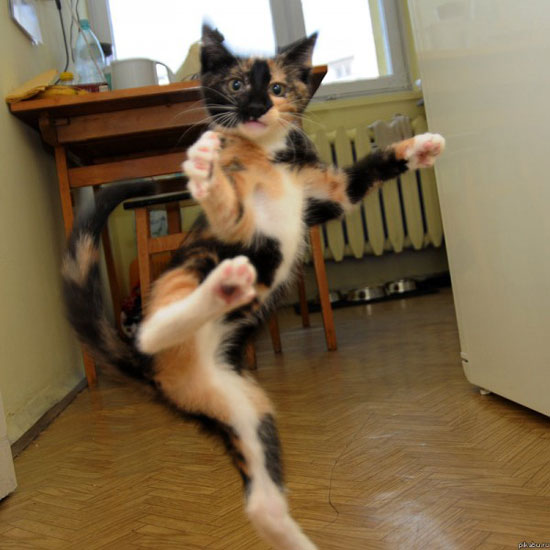 karate cat kicks ya