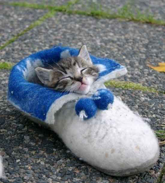 kitten in a shoe