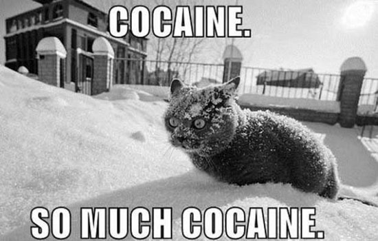 kokain cat