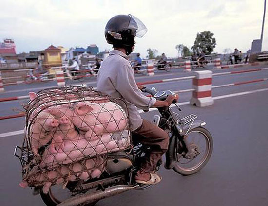 Krasser Schweinetrasnport in Asien