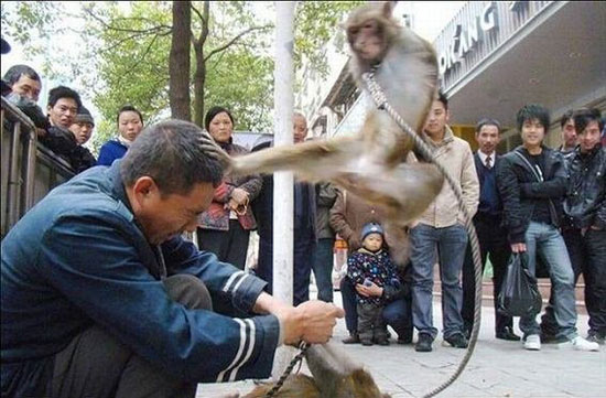 kung fu monkey