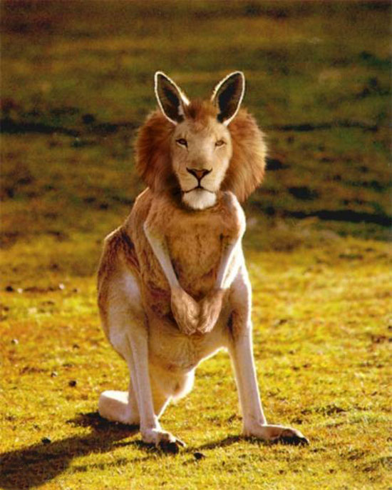 lion-kangeroo