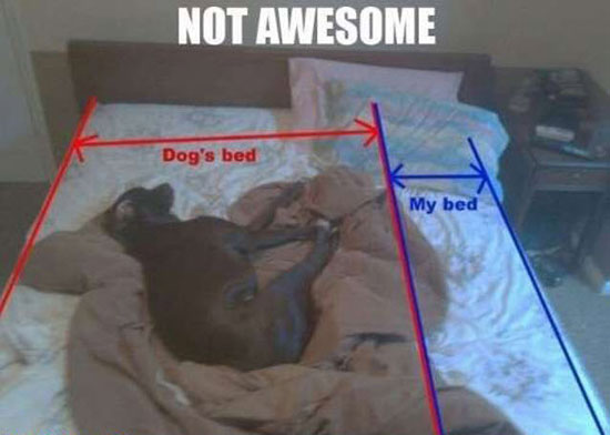 Mit dem Hund in einem Bett schlafen...