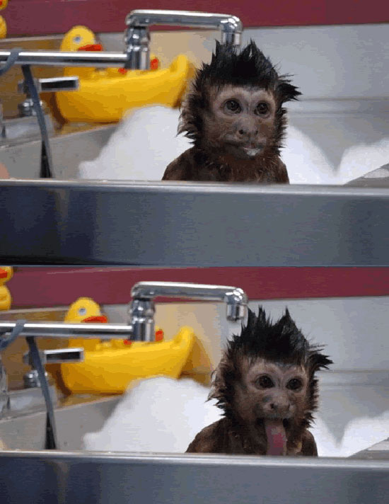 monkey bath