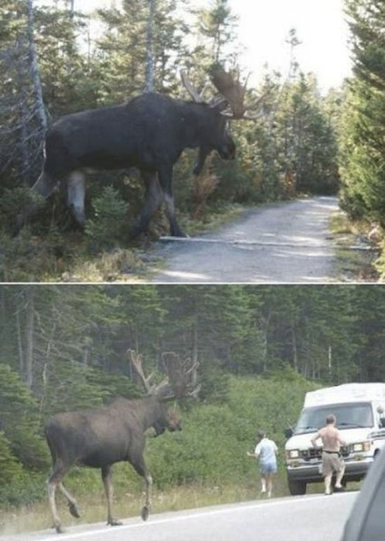 monster moose