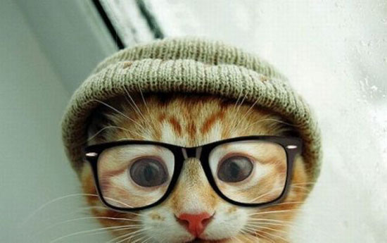 nerdy cat