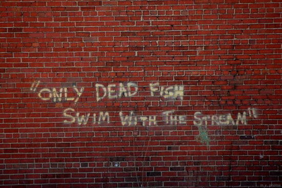 Nur Tote Fische schwimmen...