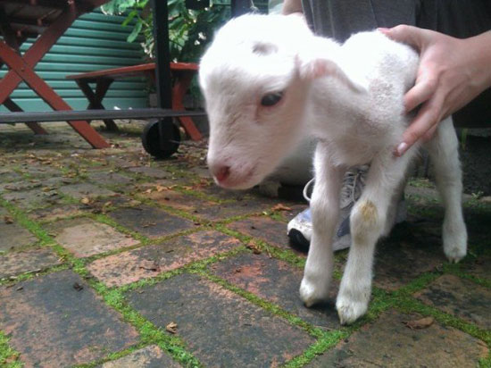 one week old lamb