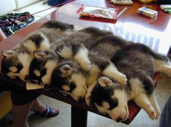 pack of huskies