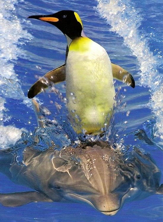 penguins getting more awesome every day