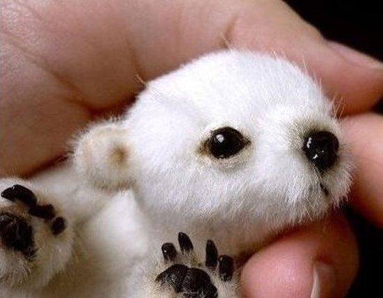 polar bear baby