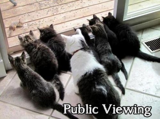 Public Viewing - Win Bild