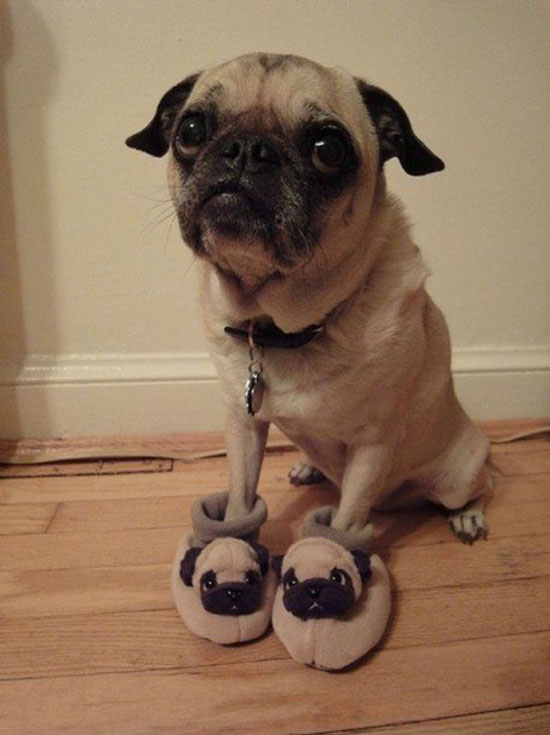 pug wearing pug shoes