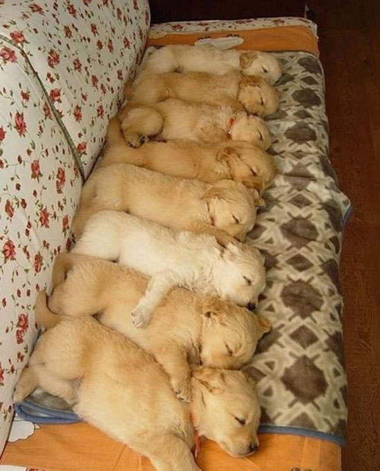 puppies-in-a-row