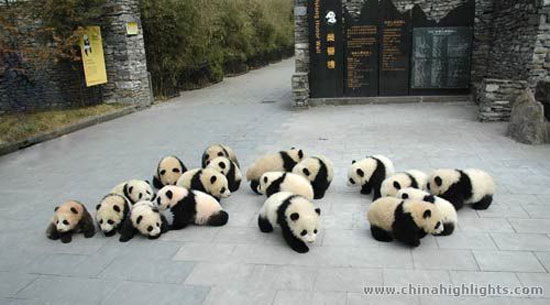 Panda Bär Party