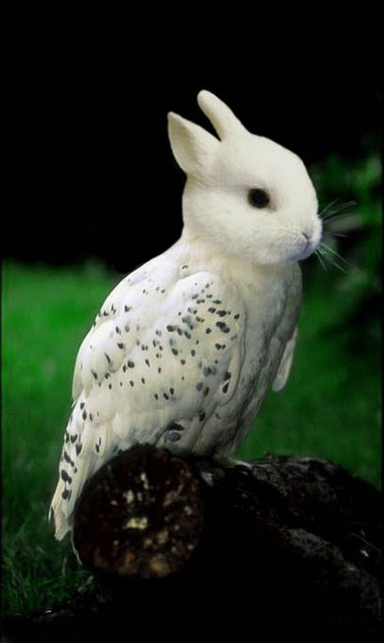 rabbit-bird