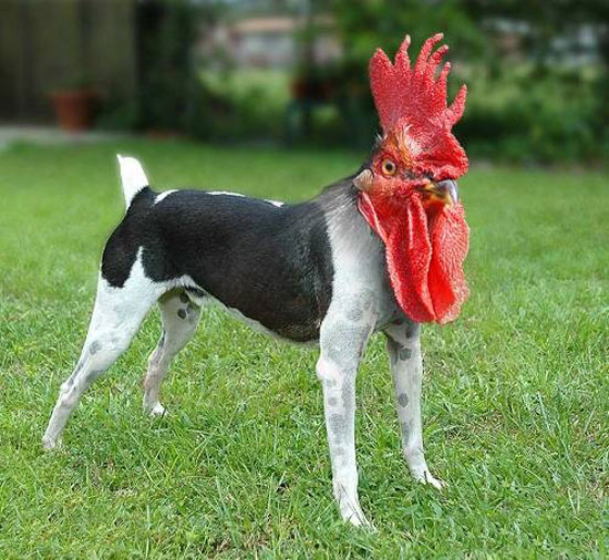 rooster-dog