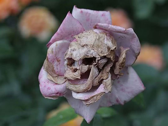 scary flower