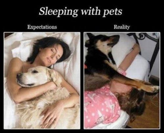 Schlafen gehen mit dem Haustier - Vorstellung vs. Realität