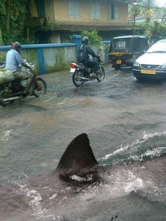 shark in the streets