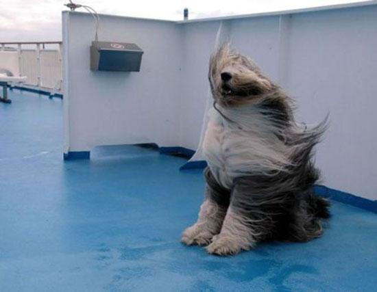 sheepdog on a windy day