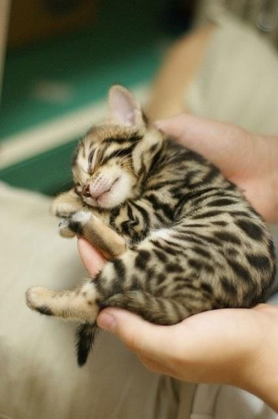 Small Tigercat