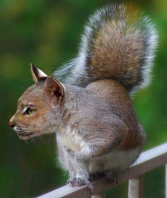 squirrel-cat