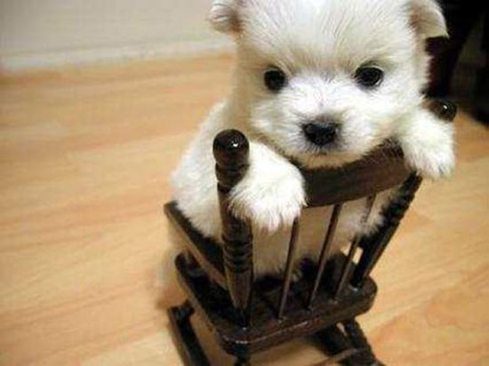 sweet-puppy-on-the-chair