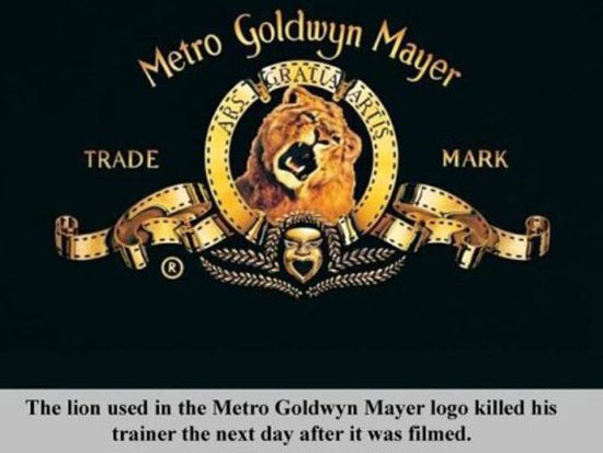 the truth about the metro goldwyn mayer lion logo