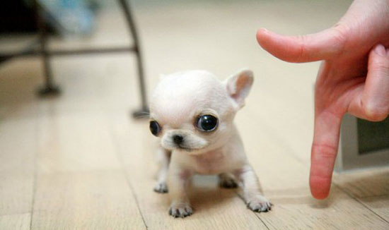 tiny puppy