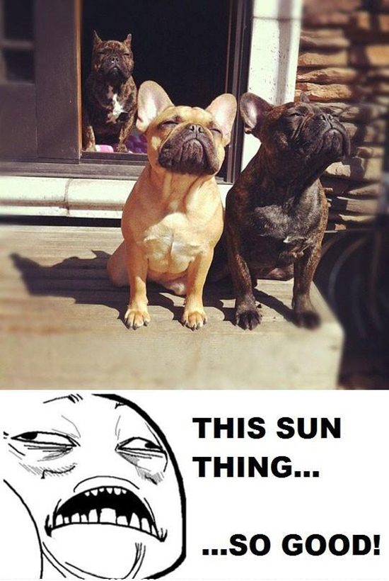 Hunde lieben die Sonne