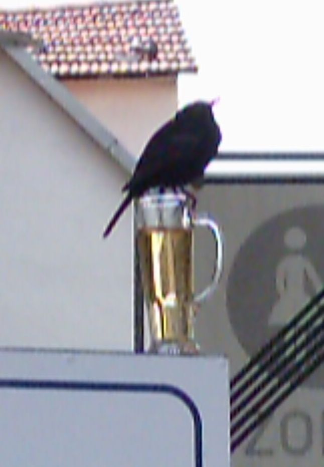 Lullusfest 2004-Vogel auf Bierglas