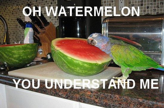 Watermelon you understand me
