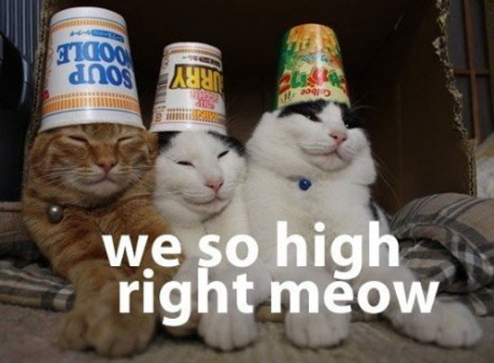 we so high right meow