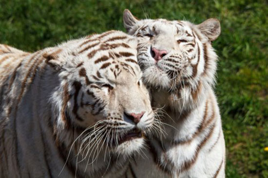 White tiger love
