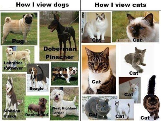 Wie ich Hunde sehe - Wie ich Katzen sehe