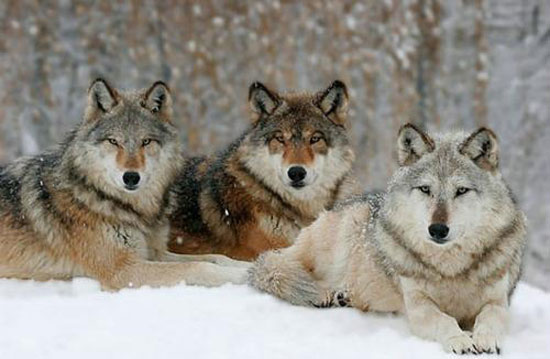 Wolfsbande