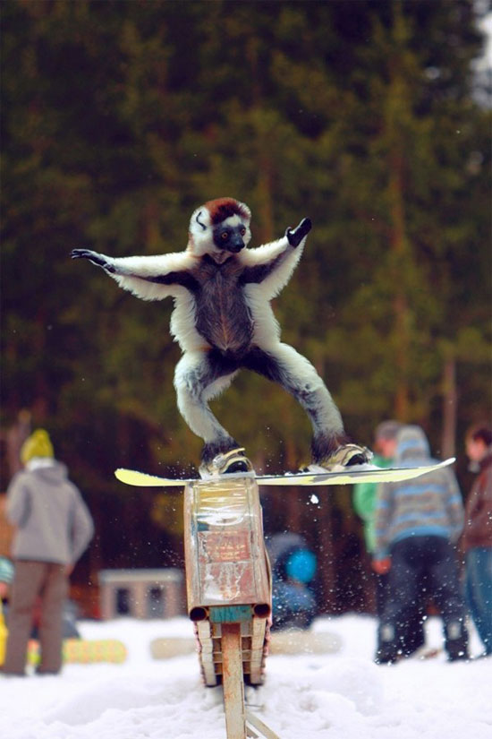 worldrsquos first snowboarding monkey