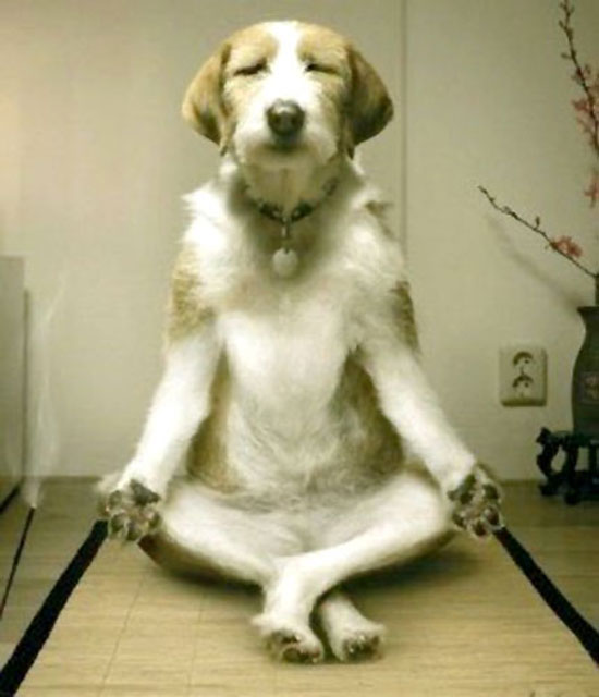 Yoga Hund