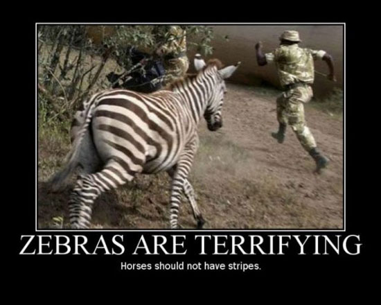 zebras are terifying