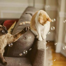 Wenn Katzen die Seifenblasen für sich entdecken...
