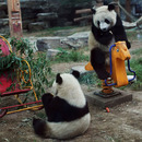 Spielplatz für Pandas