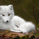 schöner Polarwolf