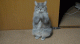 Bitte Bitte Bitte - Katze - GIF