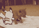 Pikatchu spielt mit Katze - GIF