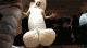 Tanzender Penis - GIF