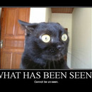 OMG was hat die Katze gesehen